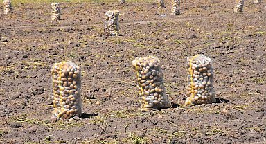 Patates üretiminde Türkiye'nin lokomotiflerinden Sandıklı'da hasat dönemi başladı