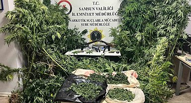 Polis havadan iz sürdü: Tütünlerin arasında 502 kök kenevir ele geçti