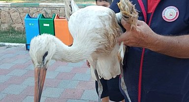 Reyhanlı'da yaralı leylek ekipler tarafından kurtarıldı