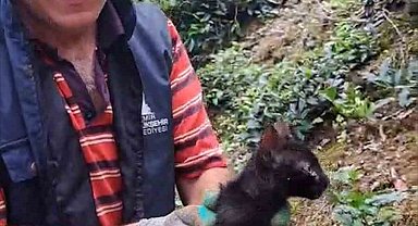 Rize'de 4 gündür boru içinde sıkışan kediyi çay üreticileri kurtardı