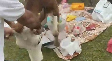 Rize'de piknik masasının davetsiz misafirleri ile piknikçiler arasında güldüren kovalamaca