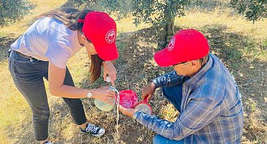 Salihli'de 'zeytin sineği' uyarısı