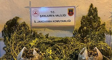 Şanlıurfa'da 625 kök kenevir ele geçirildi