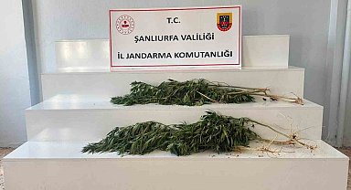 Şanlıurfa'da uyuşturucu operasyonu: 2 gözaltı