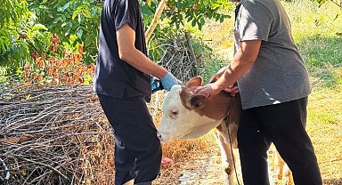 Şaphane'de büyükbaş hayvanlara kimliklendirme çalışması