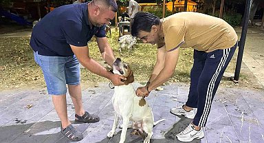 Sarıgöl'de av köpeklerine kuduz aşısı seferberliği