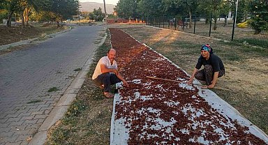 Sarıgöl'de sezonun ilk kuru üzümü çuvala girdi