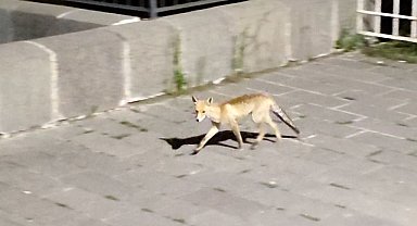 Şehre inen tilki böyle görüntülendi
