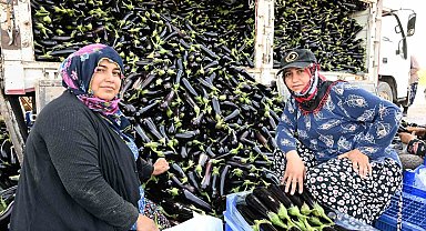 Selin yıktığı tarlada yeniden hasat sevinci