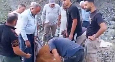 Siirt'te dağda mahsur kalan büyükbaş hayvan telef oldu