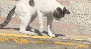 Silivri'de kedi ve kertenkelenin kavgası cep telefonu kamerasında