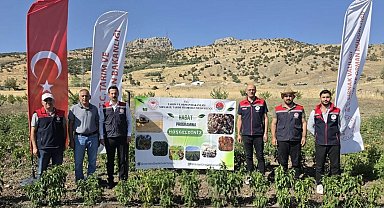 Şırnak'ta TAKE Projesi kapsamında sebze hasadı gerçekleştirildi