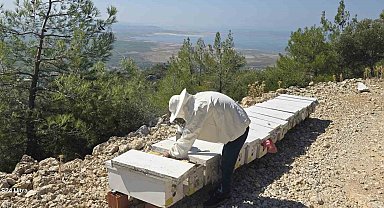 Söke'de arılı kovan tespit çalışmaları sürüyor