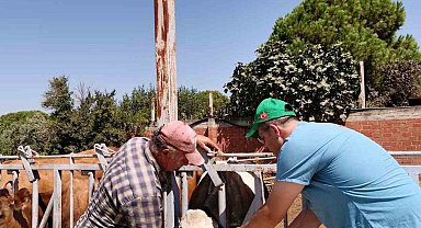 Sökeli yetiştiricilere 'düşen kulak küpesi' uyarısı