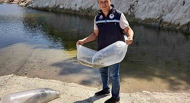Soma'da baraj ve göletlere 250 bin yavru sazan bırakıldı