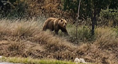 Subaşı beldesinde bozayı paniği