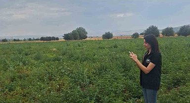Şuhut'ta patates üretim alanlarında saha kontrolleri sürüyor