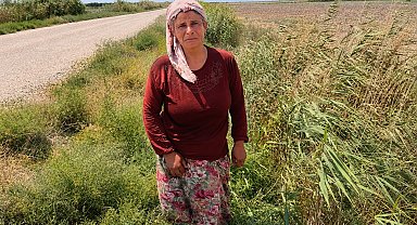 Süt satarak geçimini sağlayan kadının 2 buzağısı hastalanıp, ineği de su kanalına düşerek telef oldu