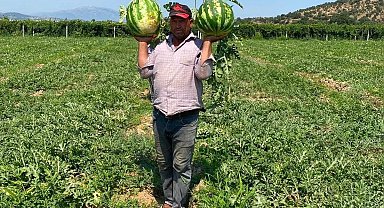 Tarlada para etmeyen karpuzu pazarda kendisi satıyor