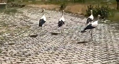 Tedavisi yapılan leylekler doğaya bırakıldı