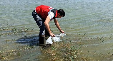 Tekirdağ'da göletlere 150 bin balık bırakıldı