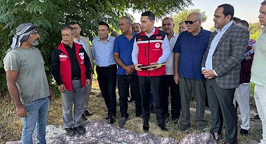 Tescilli Birecik patlıcanında hasat başladı