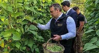 Tescilli Pazaryeri Boncuk Fasulyesi'nde hasat sezonu başladı