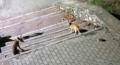 Tilki, kedi ve kirpi buluşması kamerada