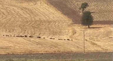 Tunceli'de domuz sürüsü görüntülendi