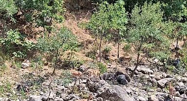 Tunceli'de koruma altındaki dağ keçileri Munzur Nehri kıyısında görüntülendi