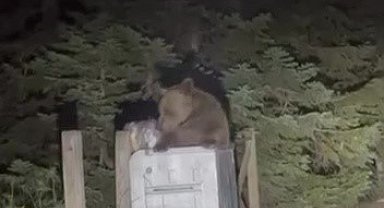 Uludağ'da aç kalan ayı çöpten yemek aradı