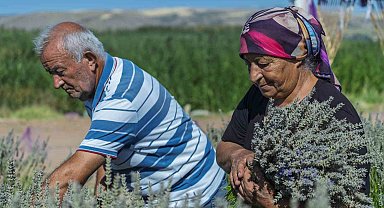 Umutla yetiştirdi, gözyaşlarıyla anlattı: Yaşlı çiftin lavanta bahçesindeki hüzünlü bekleyişi