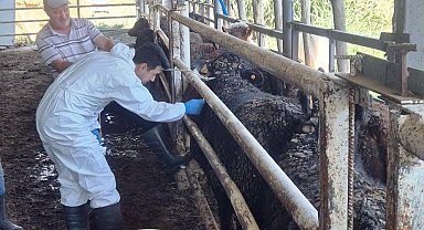 Uruguay'dan getirilen besilik sığırlar Simav'da kontrolden geçiyor