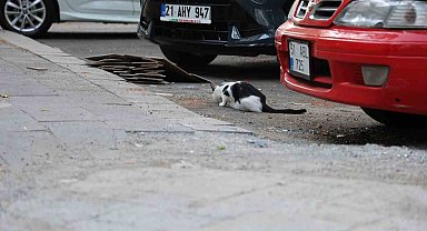 Uzmanından kritik kuduz uyarısı: Kedi tırmalamasıyla da bulaşabilir