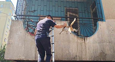 Yangından korkan hamile kediyi itfaiye kurtardı