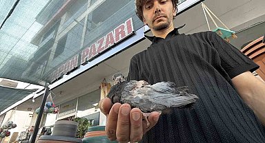 Yaralı kuşa esnaf şefkati