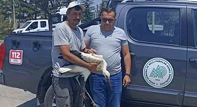 Yaralı leylek koruma altına alındı