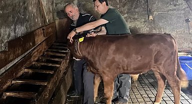 Yaylatepe'de buzağıların küpeleme işlemleri tamamlandı