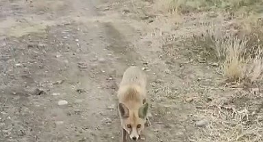 Yolda karşısına çıkan tilkiyi çerezle besledi