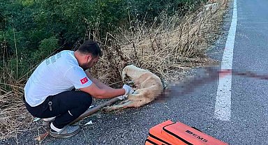 Yolda yaralı köpeğe ilk müdahaleyi sağlık ekipleri yaptı