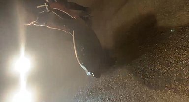 Yolunu şaşıran caretta carettayı kucağına alıp denize kavuşturdu