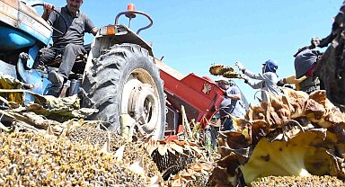 Yozgat'ta sezonun ilk çerezlik ayçiçeği hasadı başladı