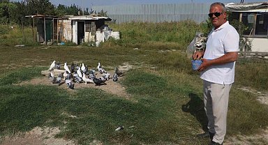 Yüksek sıcaklıklar taklacı güvercinleri de vurdu