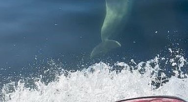 Yunuslar jet ski'nin peşine takıldı: Marmara'da renkli anlar