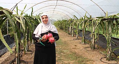 'Burada yetişmez' diyenlere inat üretime başladı, 1 tonun üzerinde ürün bekliyor