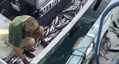 Akçakoca açıklarında palamut bereketi: Tekneler dolu dönüyor