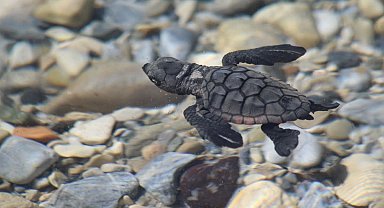 Aydın kıyılarında 214 yavru caretta denizle buluştu