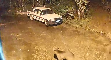 Ayı evin kapısına kadar geldi, o anlar kamerada