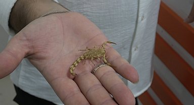 Bafra'da akrep yetiştiriciliği ve zehir sağım merkezi kuruldu