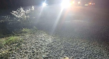 Bilecik'te otomobilin çarptığı domuzlar telef oldu